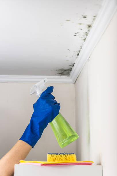 Trusted Falfurrias, TX Mold Removal Experts